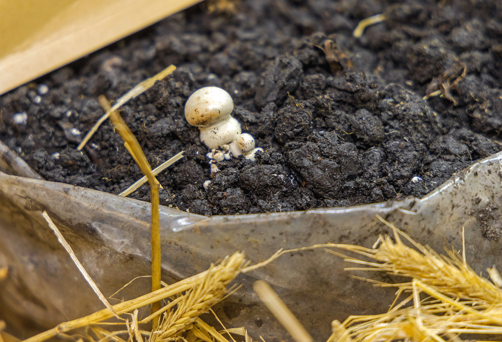 Using Mushroom Log Cultivation Kits